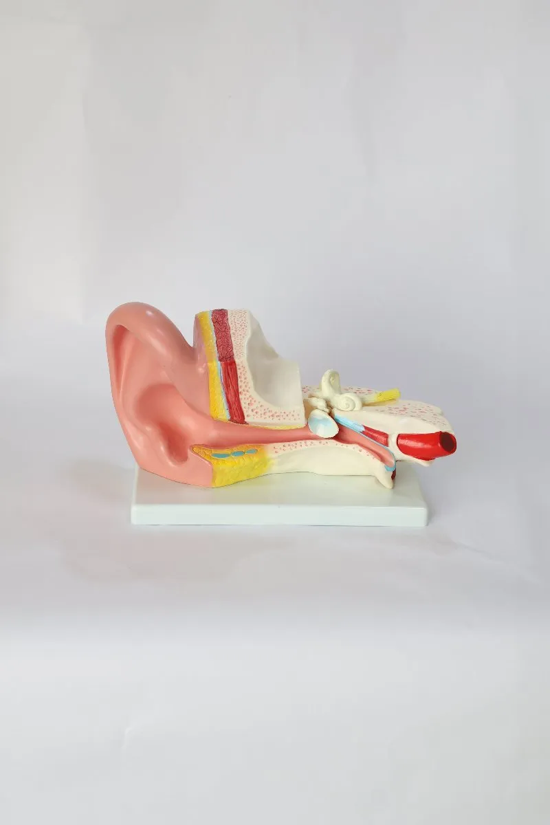Anatomical Ear Model