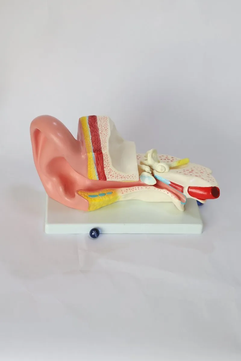 Anatomical Ear Model