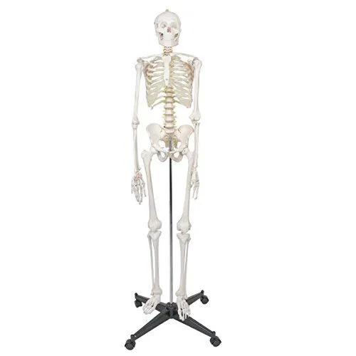 ZENY™ Life Size 70.8" Human Skeleton Model Medical Anatomical with Rolling Stand (6FT)