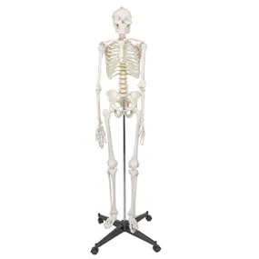 ZENY™ Life Size 70.8" Human Skeleton Model Medical Anatomical with Rolling Stand (6FT)