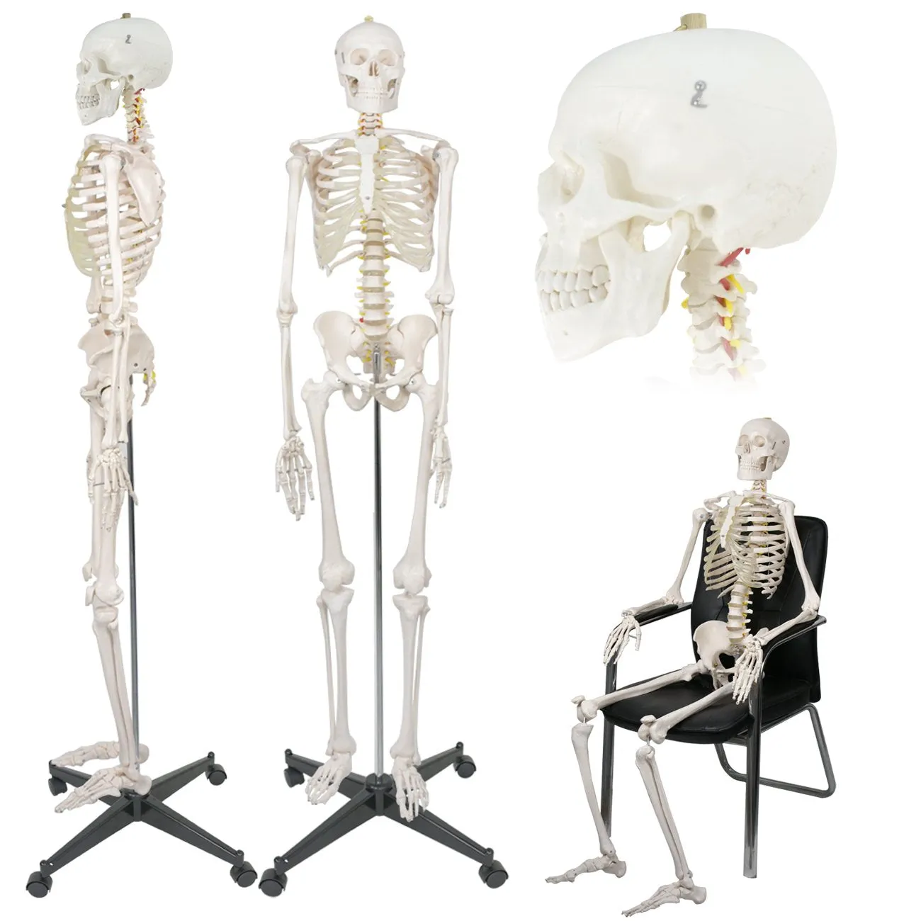 ZENY™ Life Size 70.8" Human Skeleton Model Medical Anatomical with Rolling Stand (6FT)