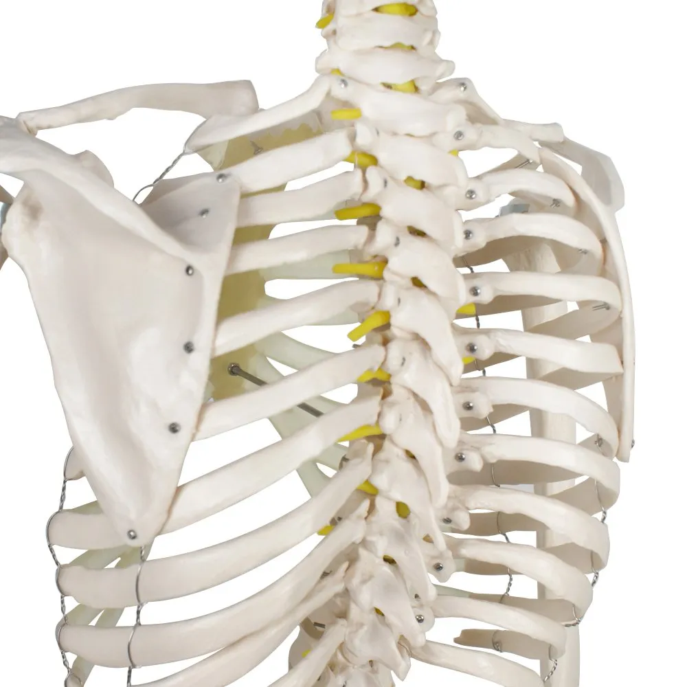 ZENY™ Life Size 70.8" Human Skeleton Model Medical Anatomical with Rolling Stand (6FT)