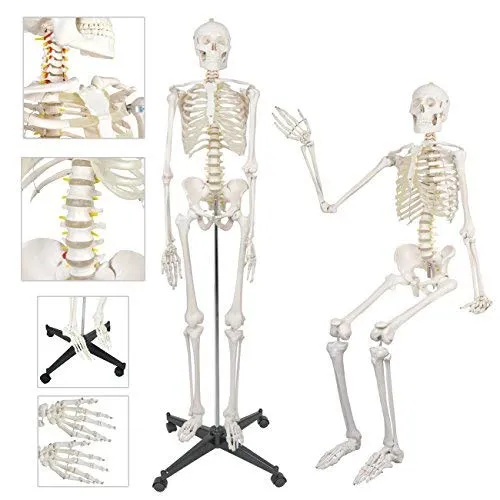 ZENY™ Life Size 70.8" Human Skeleton Model Medical Anatomical with Rolling Stand (6FT)