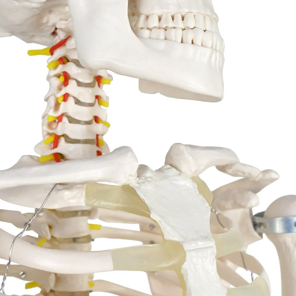 ZENY™ Life Size 70.8" Human Skeleton Model Medical Anatomical with Rolling Stand (6FT)