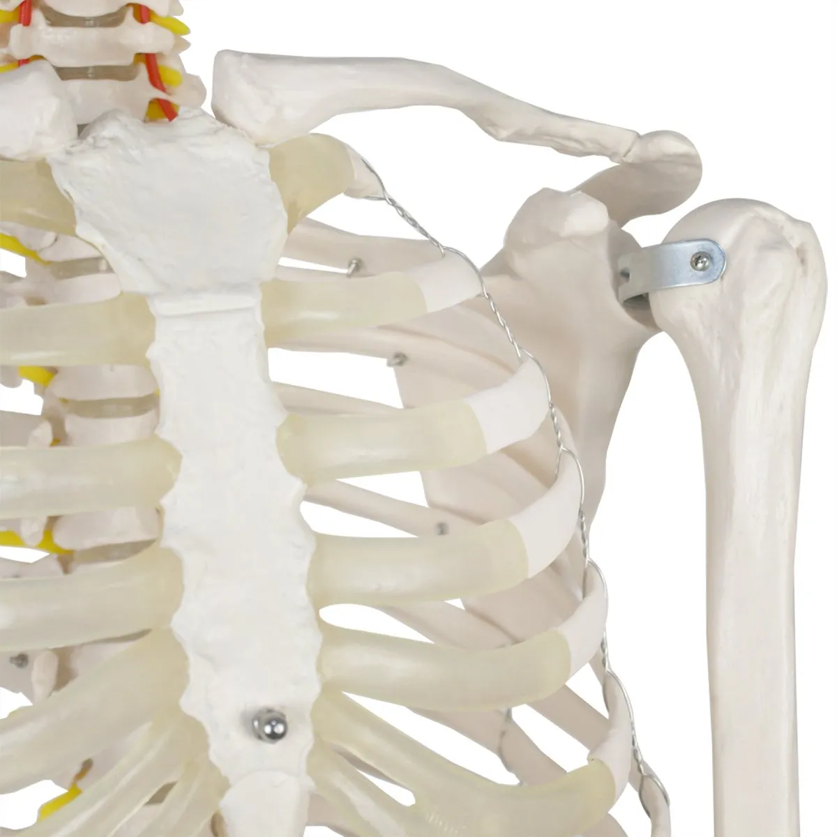 ZENY™ Life Size 70.8" Human Skeleton Model Medical Anatomical with Rolling Stand (6FT)
