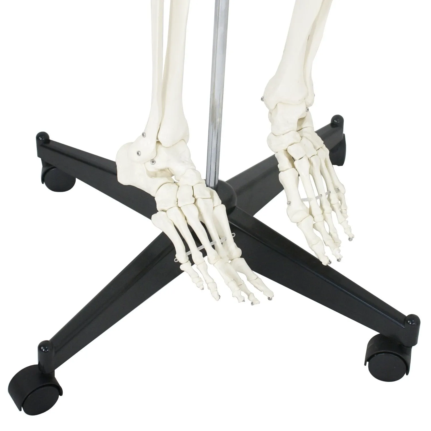 ZENY™ Life Size 70.8" Human Skeleton Model Medical Anatomical with Rolling Stand (6FT)
