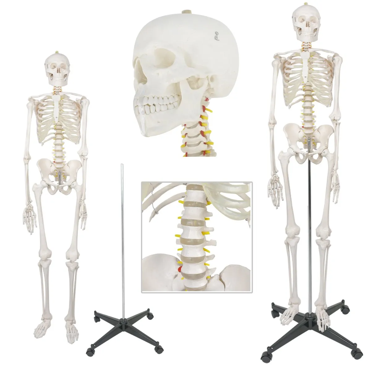 ZENY™ Life Size 70.8" Human Skeleton Model Medical Anatomical with Rolling Stand (6FT)